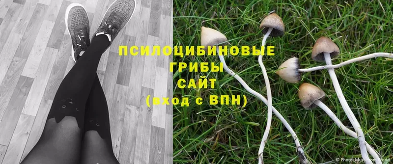 где продают наркотики  Рыбинск  Галлюциногенные грибы Magic Shrooms 