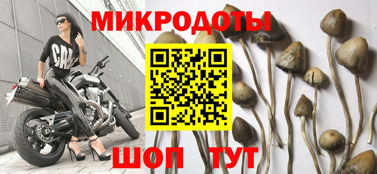 Псилоцибиновые грибы Psilocybe Рыбинск